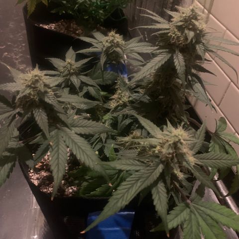 Blue Dream Auto growlog photo: Photo stockpile. Dates inaccurate 