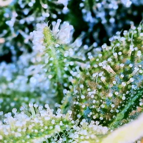 Blue Dream Auto growlog photo: Photo stockpile. Dates inaccurate 