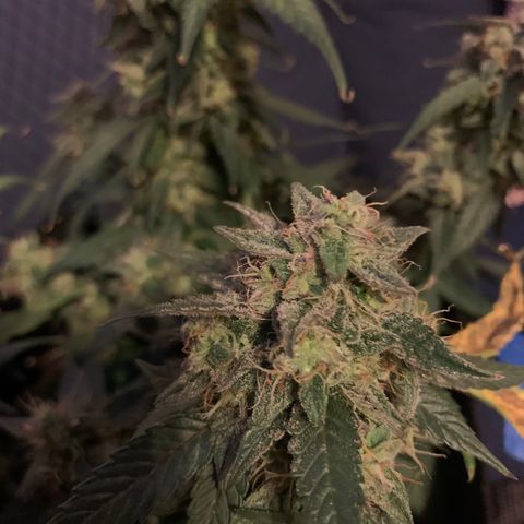 Blue Dream Auto growlog timeline photo