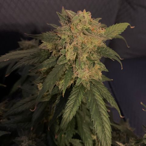 Blue Dream Auto growlog timeline photo