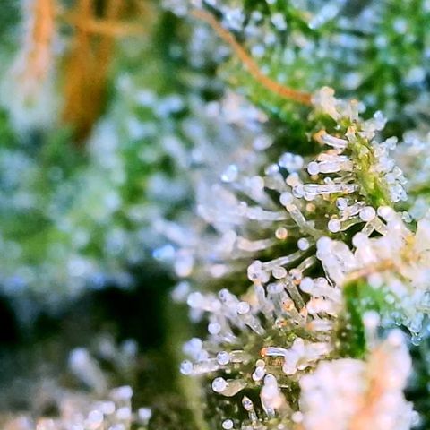 Blue Dream Auto growlog timeline photo
