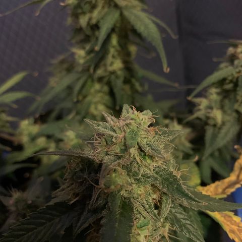 Blue Dream Auto growlog timeline photo