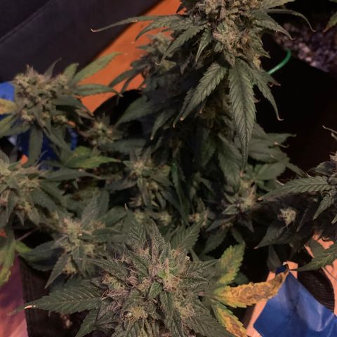 Blue Dream Auto growlog timeline photo