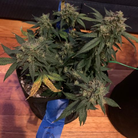 Blue Dream Auto growlog timeline photo