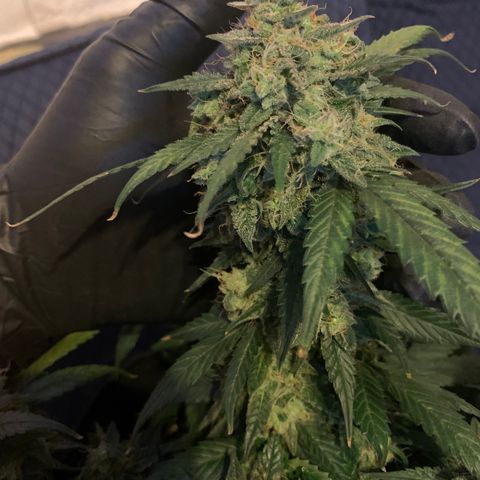 Blue Dream Auto growlog timeline photo