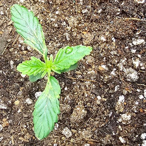White Widow growlog timeline photo
