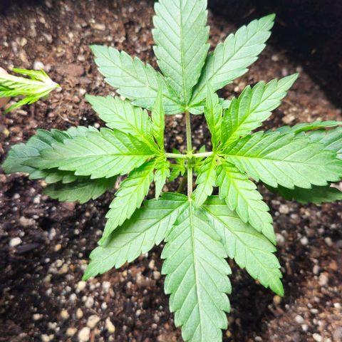 White Widow growlog timeline photo