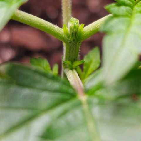 White Widow growlog timeline photo