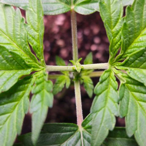 White Widow growlog timeline photo