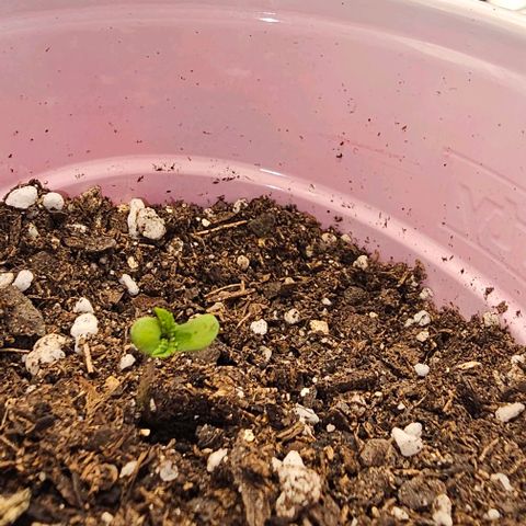 Grand Daddy Purp growlog timeline photo