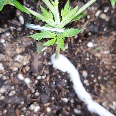 White Widow growlog timeline photo