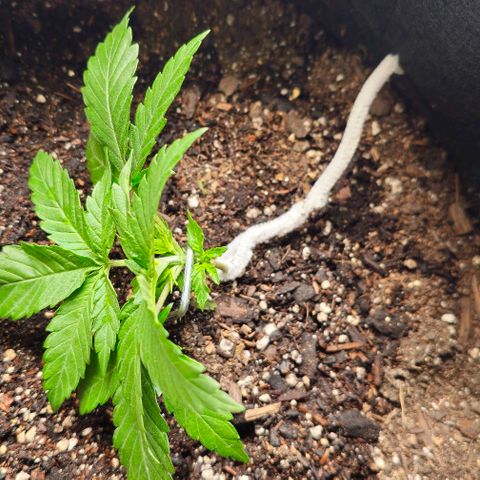 White Widow growlog timeline photo