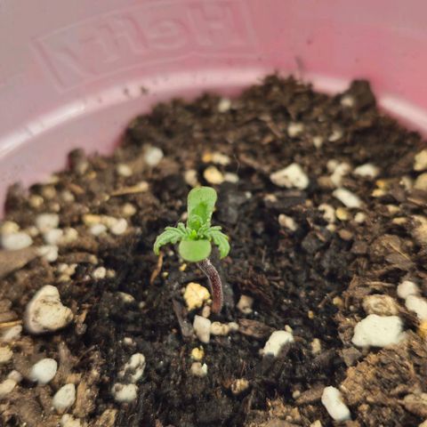Grand Daddy Purp growlog timeline photo