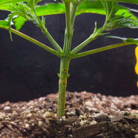 White Widow growlog photo: Noticing weird potential pest marks on the leaves. Could be me being a little rough with the leaves, but the patterns are random and strange. 