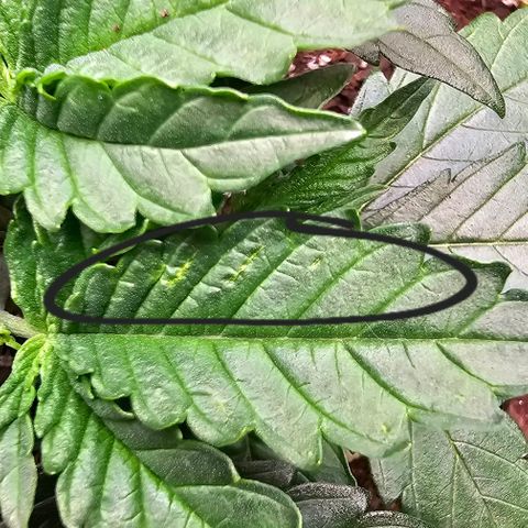White Widow growlog photo: Noticing weird potential pest marks on the leaves. Could be me being a little rough with the leaves, but the patterns are random and strange. 