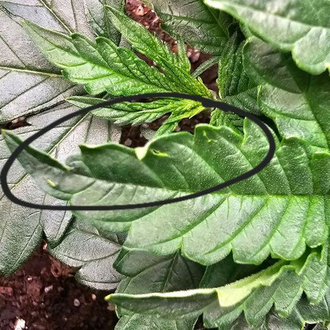 White Widow growlog photo: Noticing weird potential pest marks on the leaves. Could be me being a little rough with the leaves, but the patterns are random and strange. 