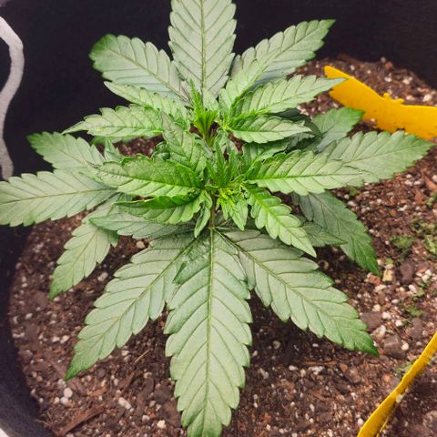White Widow growlog photo: Noticing weird potential pest marks on the leaves. Could be me being a little rough with the leaves, but the patterns are random and strange. 