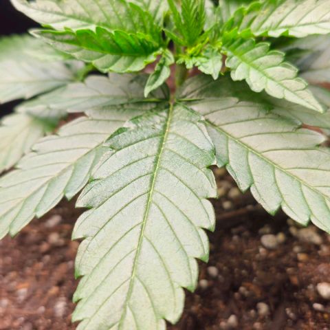 White Widow growlog photo: Noticing weird potential pest marks on the leaves. Could be me being a little rough with the leaves, but the patterns are random and strange. 
