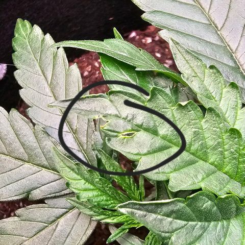 White Widow growlog photo: Noticing weird potential pest marks on the leaves. Could be me being a little rough with the leaves, but the patterns are random and strange. 