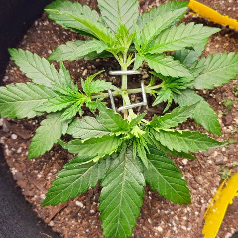 White Widow growlog photo: LST