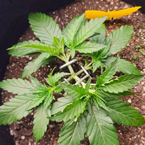 White Widow growlog photo: LST