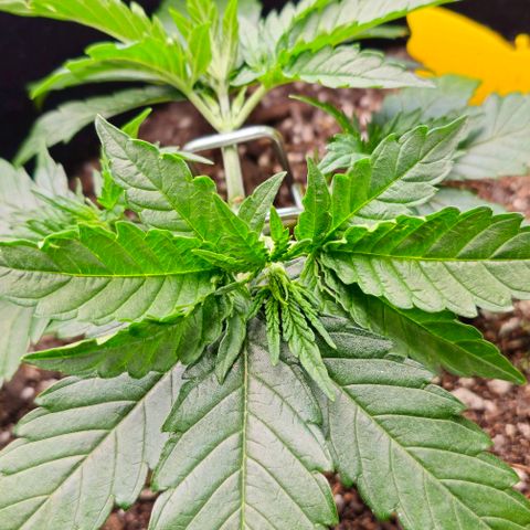 White Widow growlog photo: LST