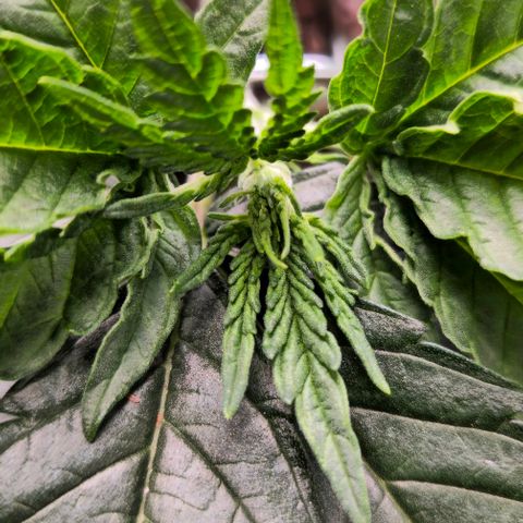White Widow growlog photo: LST