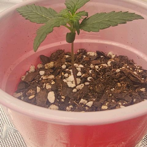 Grand Daddy Purp growlog timeline photo