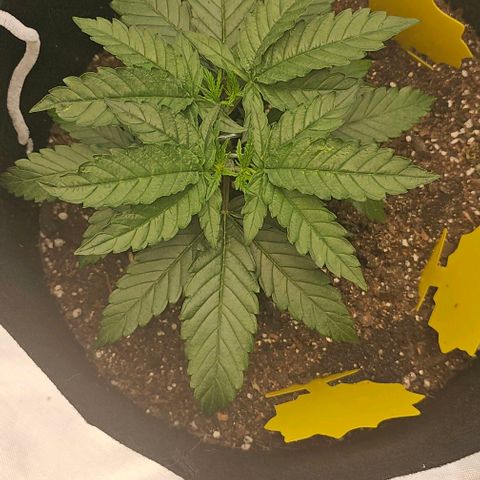White Widow growlog timeline photo