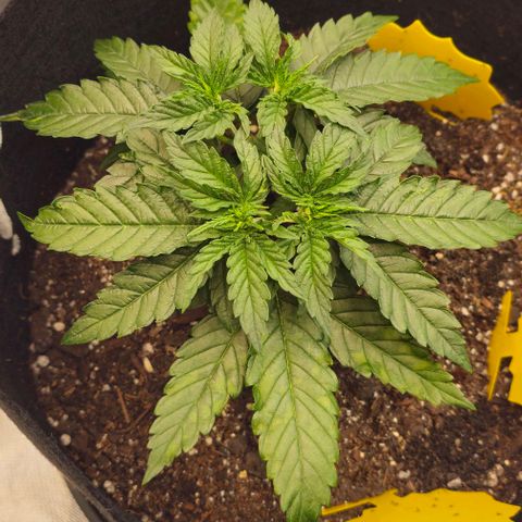 White Widow growlog timeline photo