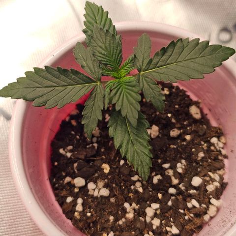 Grand Daddy Purp growlog timeline photo
