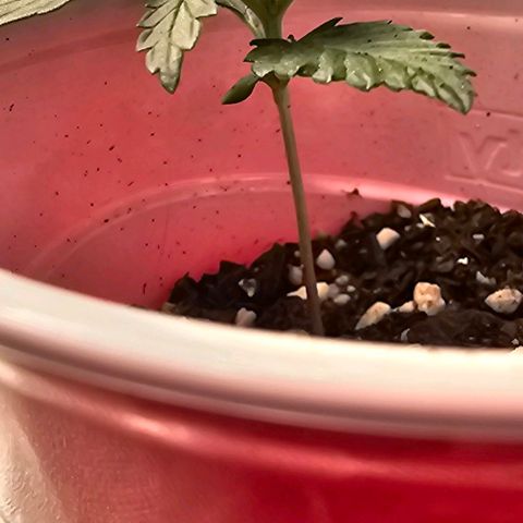 Grand Daddy Purp growlog timeline photo