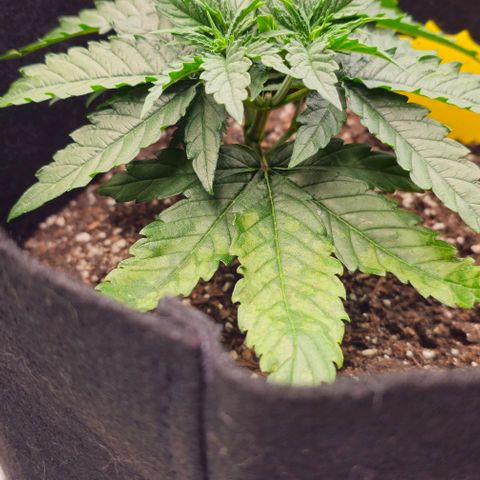 White Widow growlog timeline photo