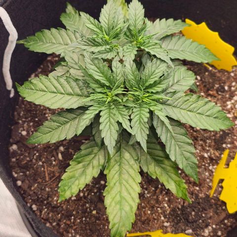 White Widow growlog timeline photo
