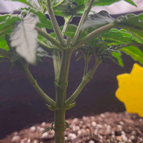 White Widow growlog photo: Pictures both before & after topping/trimming