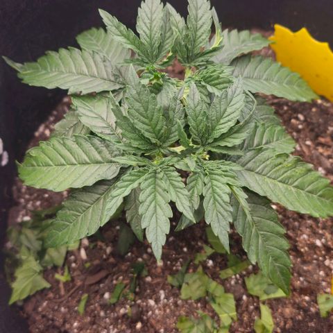 White Widow growlog photo: Pictures both before & after topping/trimming