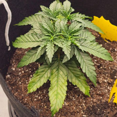 White Widow growlog photo: Pictures both before & after topping/trimming