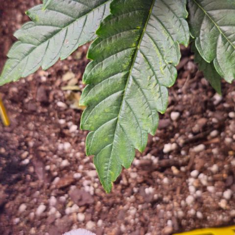 White Widow growlog photo: Funky yellowing and beginnings of rust colored spots on oldest fan leaves