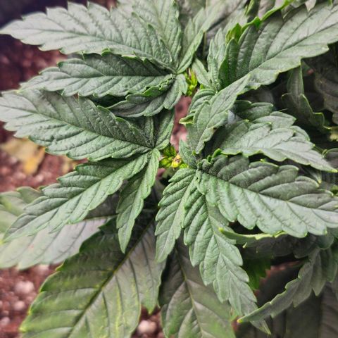 White Widow growlog photo: Funky yellowing and beginnings of rust colored spots on oldest fan leaves