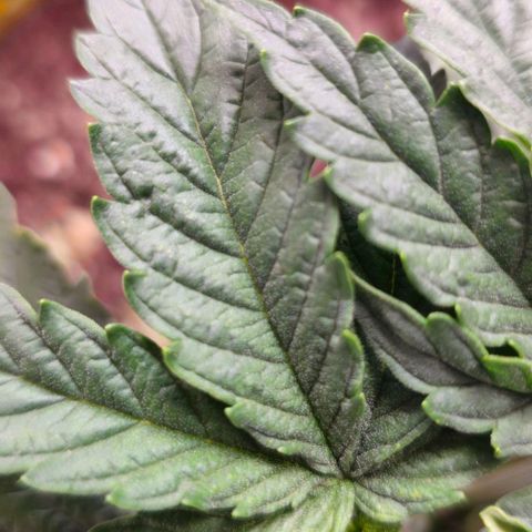 White Widow growlog photo: Funky yellowing and beginnings of rust colored spots on oldest fan leaves