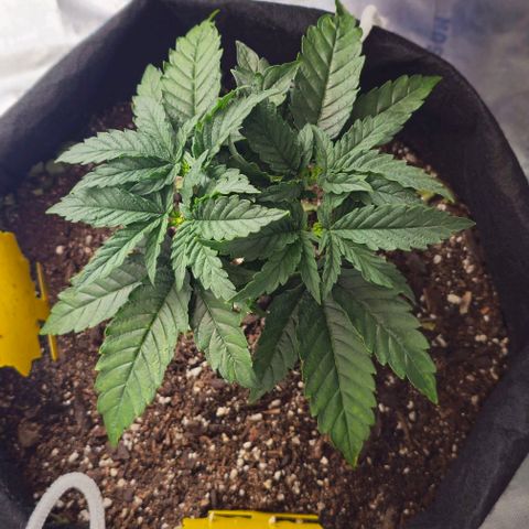 White Widow growlog photo: Funky yellowing and beginnings of rust colored spots on oldest fan leaves