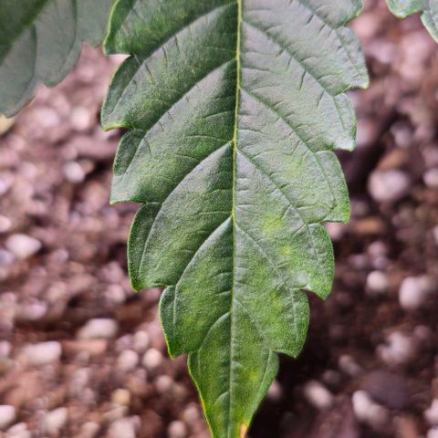 White Widow growlog photo: Funky yellowing and beginnings of rust colored spots on oldest fan leaves