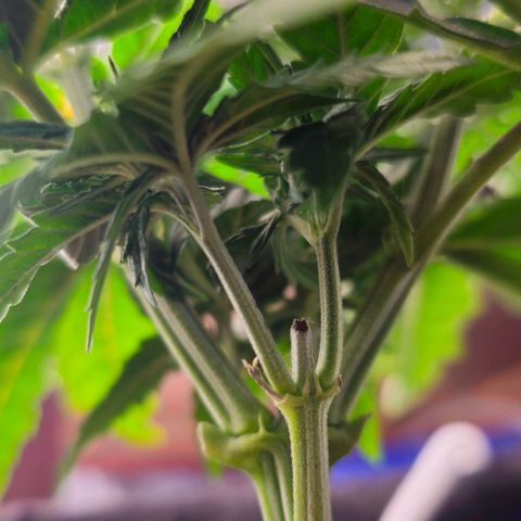 White Widow growlog photo: Funky yellowing and beginnings of rust colored spots on oldest fan leaves