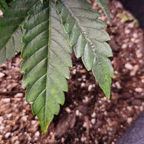 White Widow growlog photo: Funky yellowing and beginnings of rust colored spots on oldest fan leaves