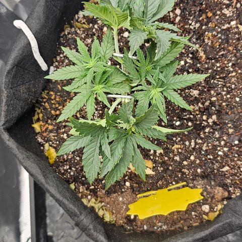 White Widow growlog timeline photo