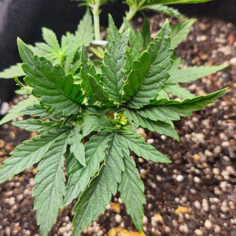 White Widow growlog timeline photo
