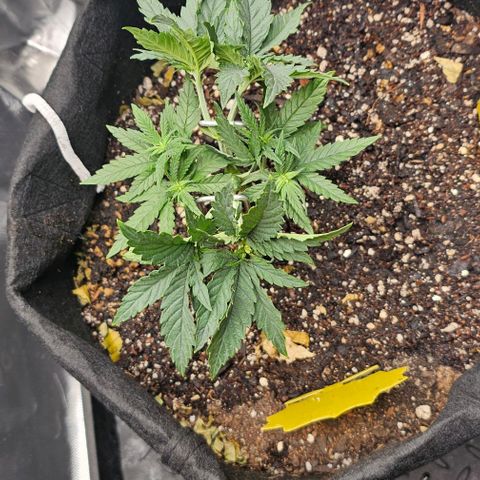 White Widow growlog timeline photo
