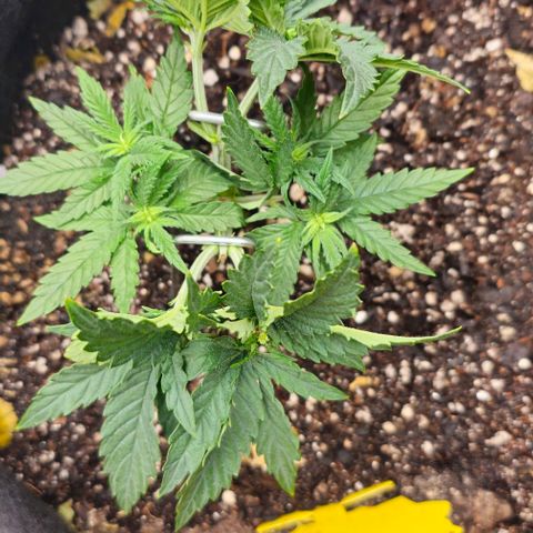 White Widow growlog timeline photo