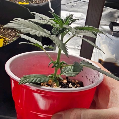 Grand Daddy Purp growlog timeline photo