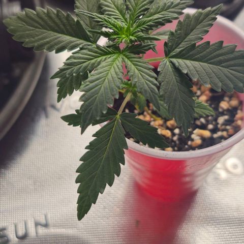 Grand Daddy Purp growlog timeline photo